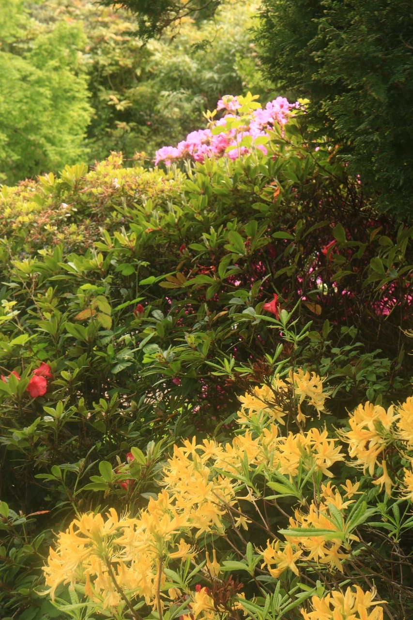 Azalea Colours