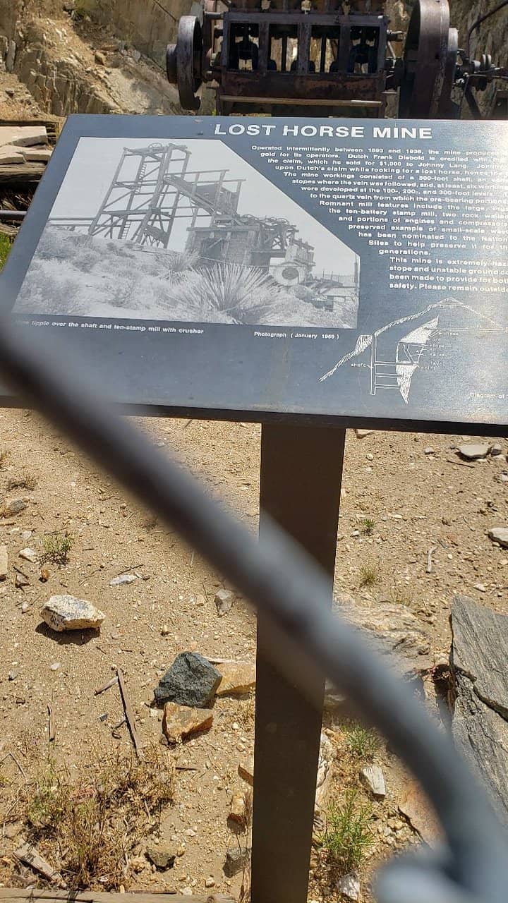 Desert Bighorn Sheep