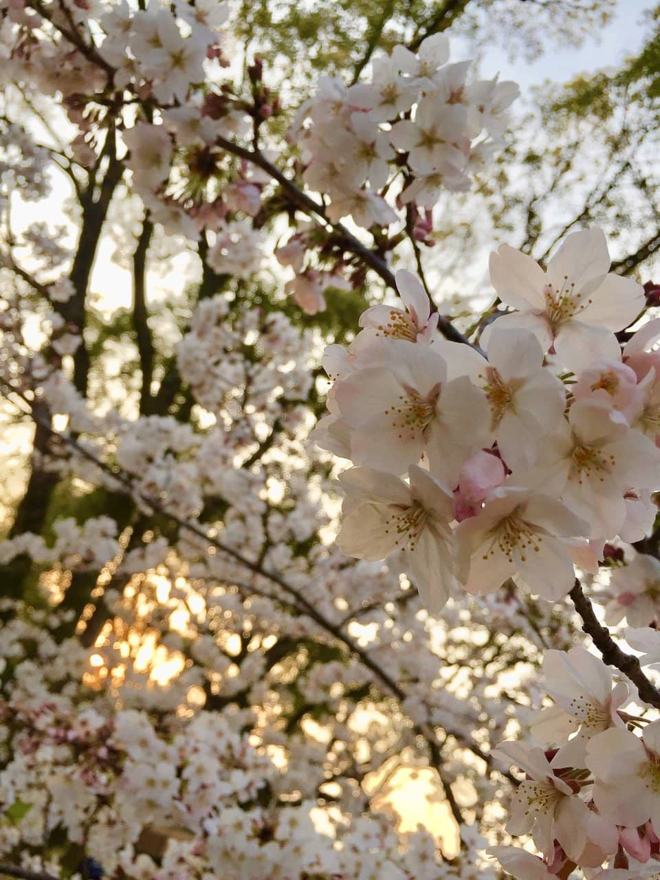 Cherry Blossom Spectacle