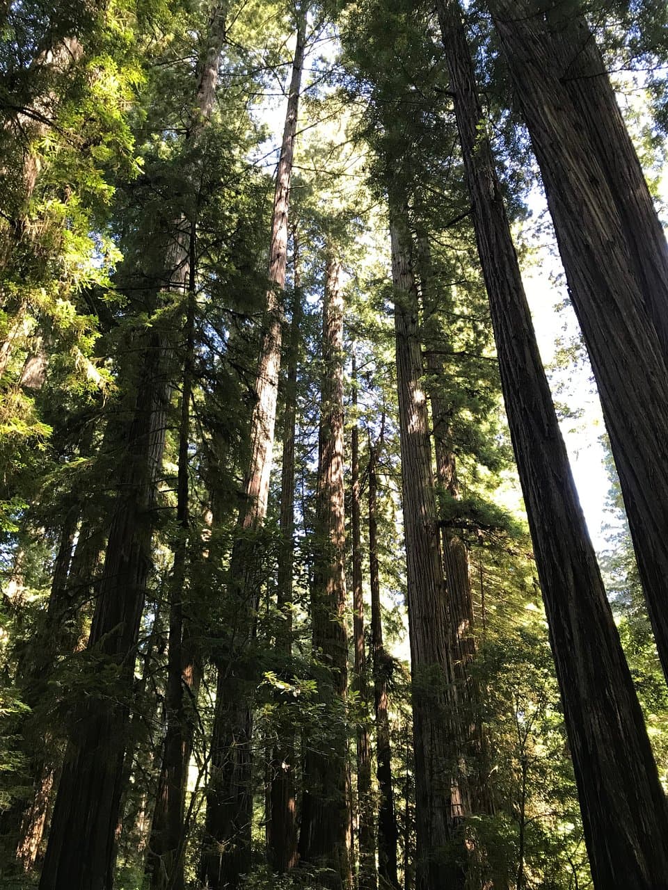 Simpson-Reed Trail