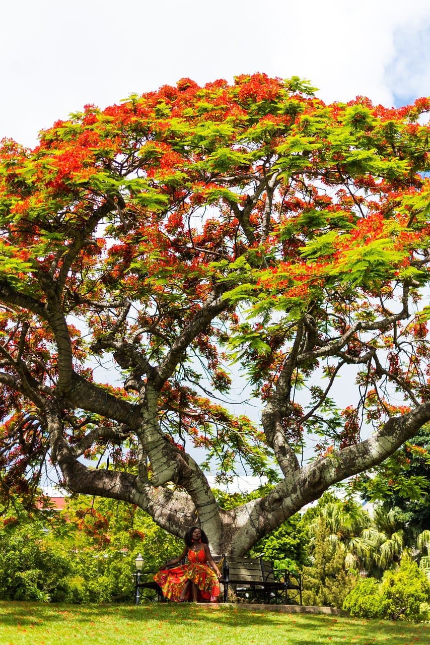 The Colors of Bermuda- we often think of pink sandals and turquoise waters, well, add orange poinciana from the beautiful Royal Poinciana trees