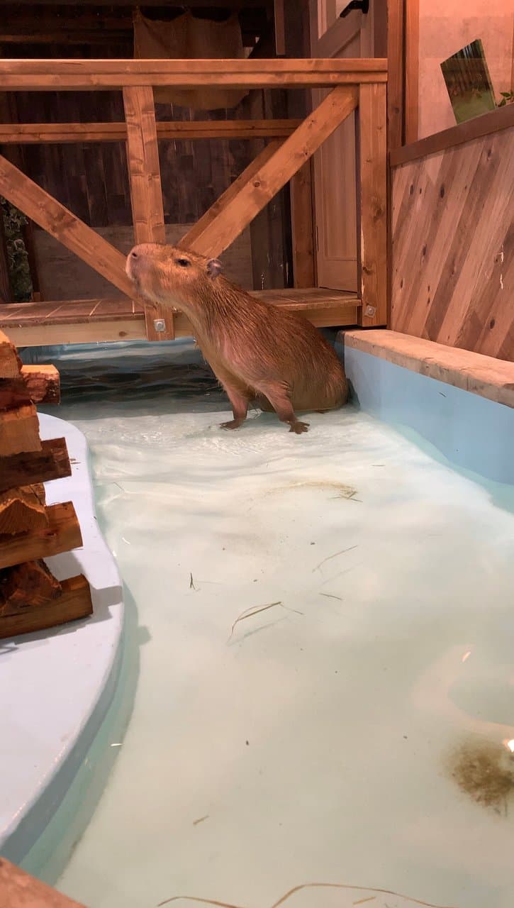 可愛水豚萌足全場