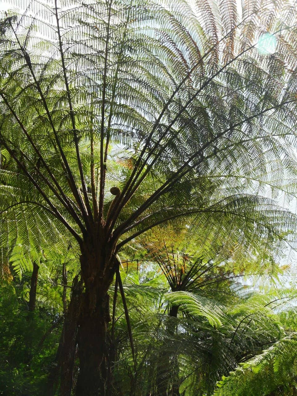 Cascading Green Beauty