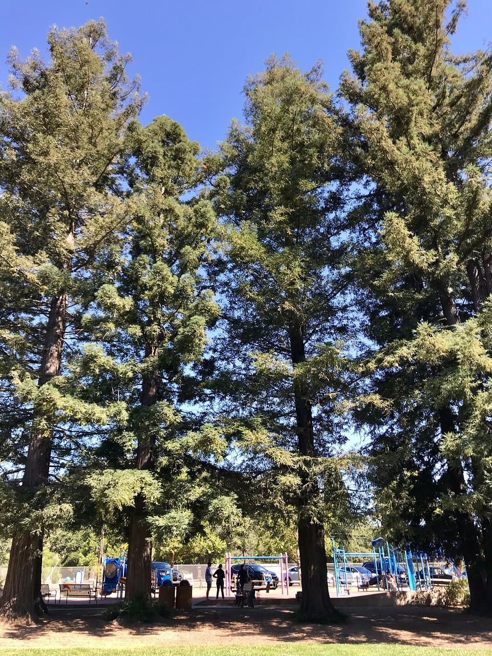 Yountville Park
