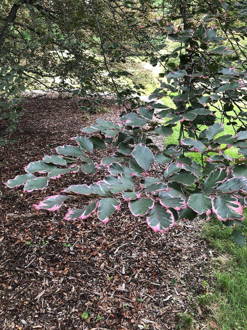 Diverse Tree Collection