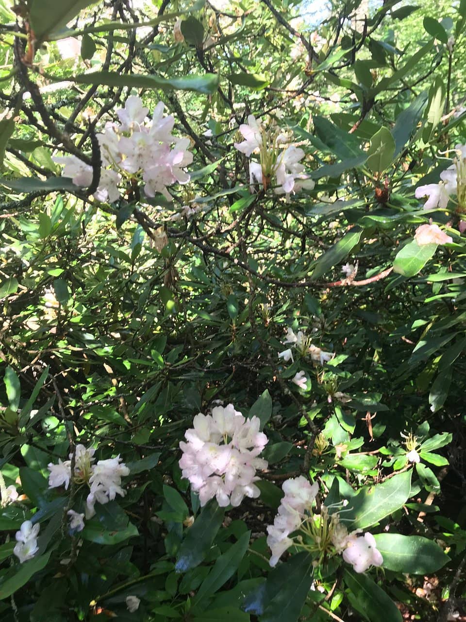 Dense Rhododendron Forests