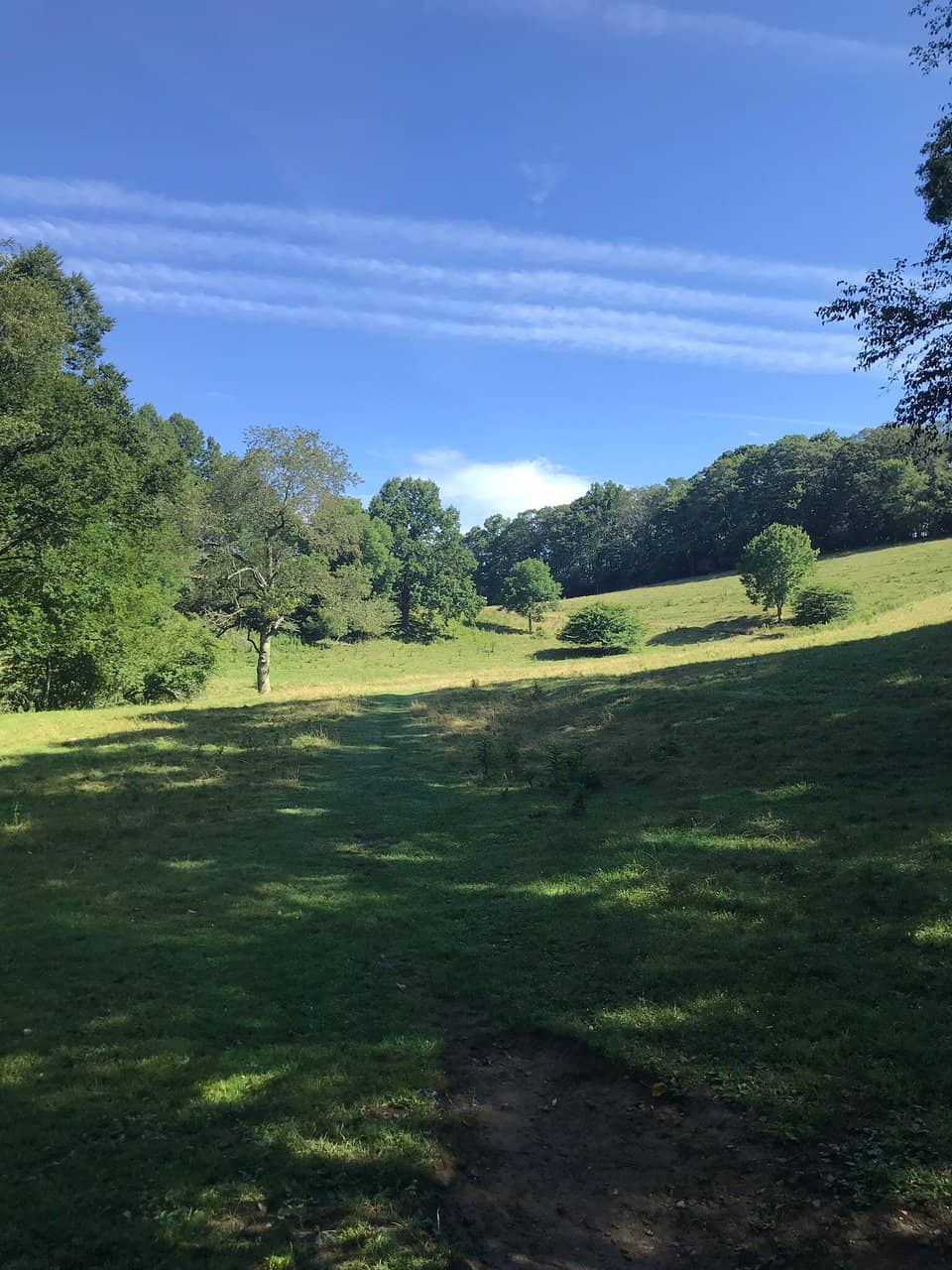 Meadow and Cattle Field Scenery