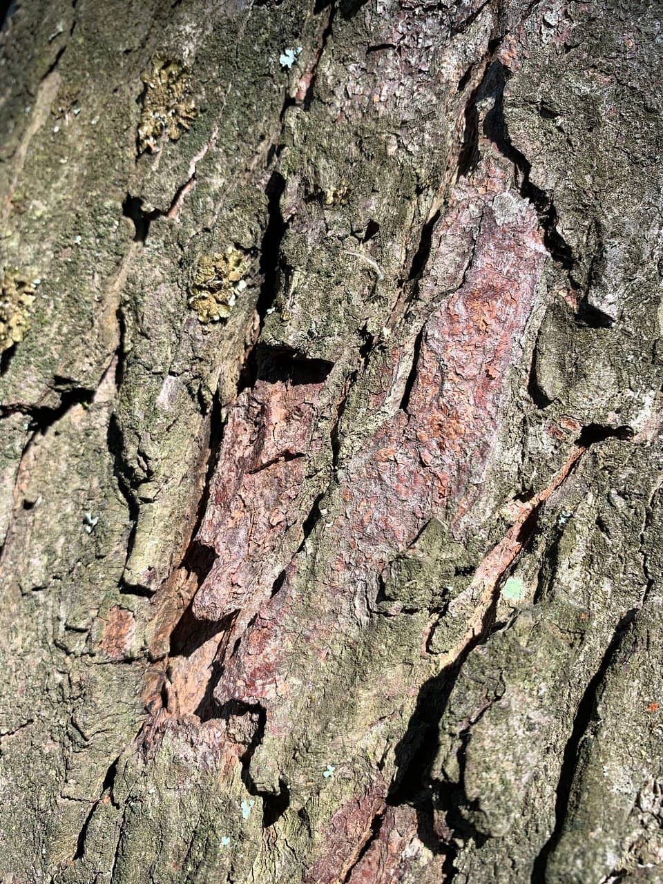 Charming Garden Paths