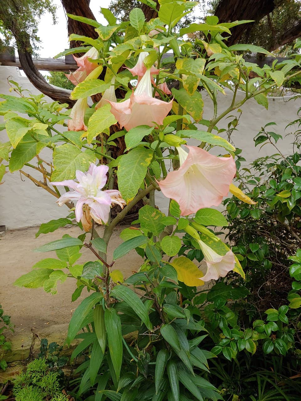 Point Lobos Loop Trail