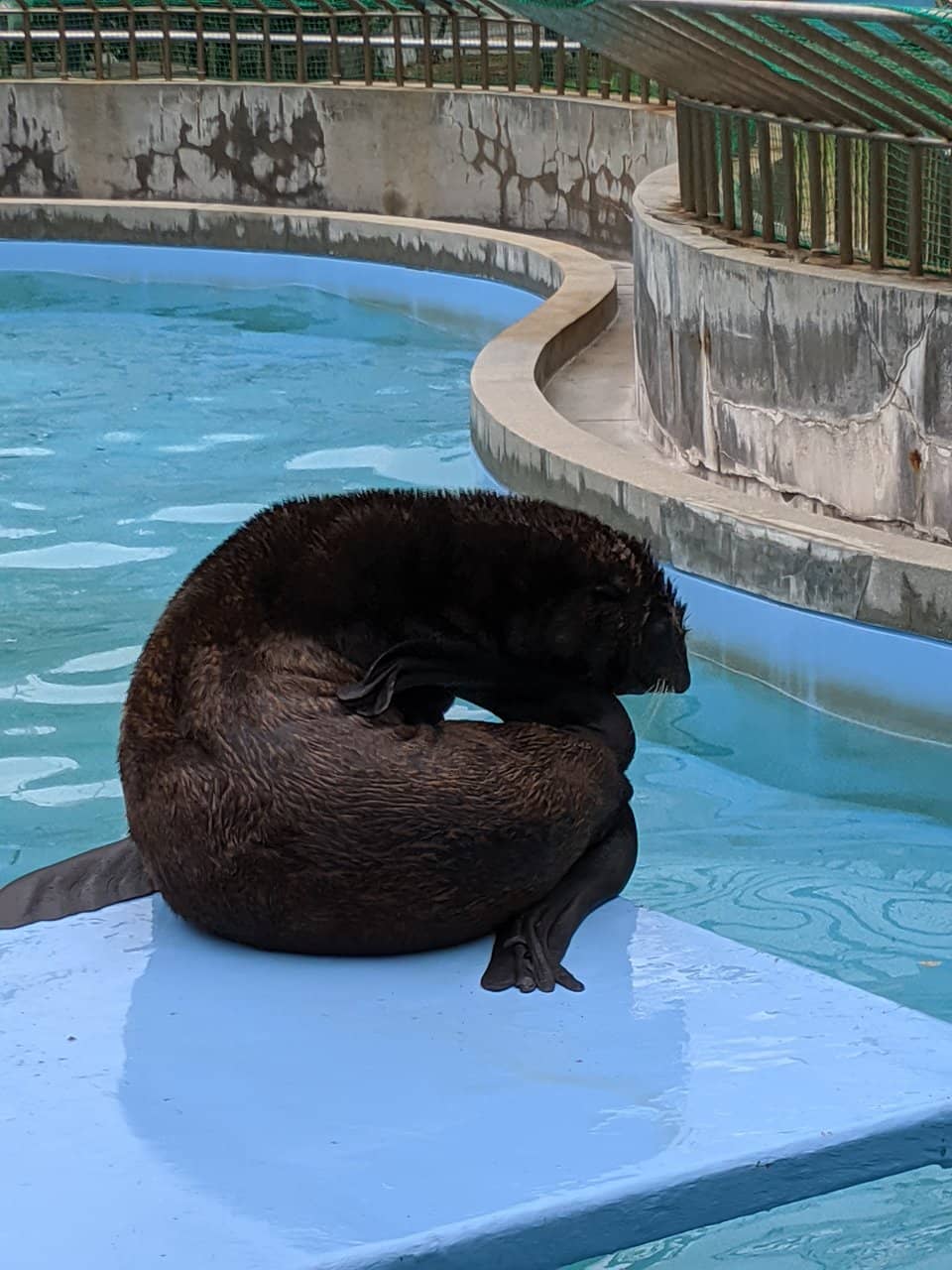 Impressive Sea Turtles