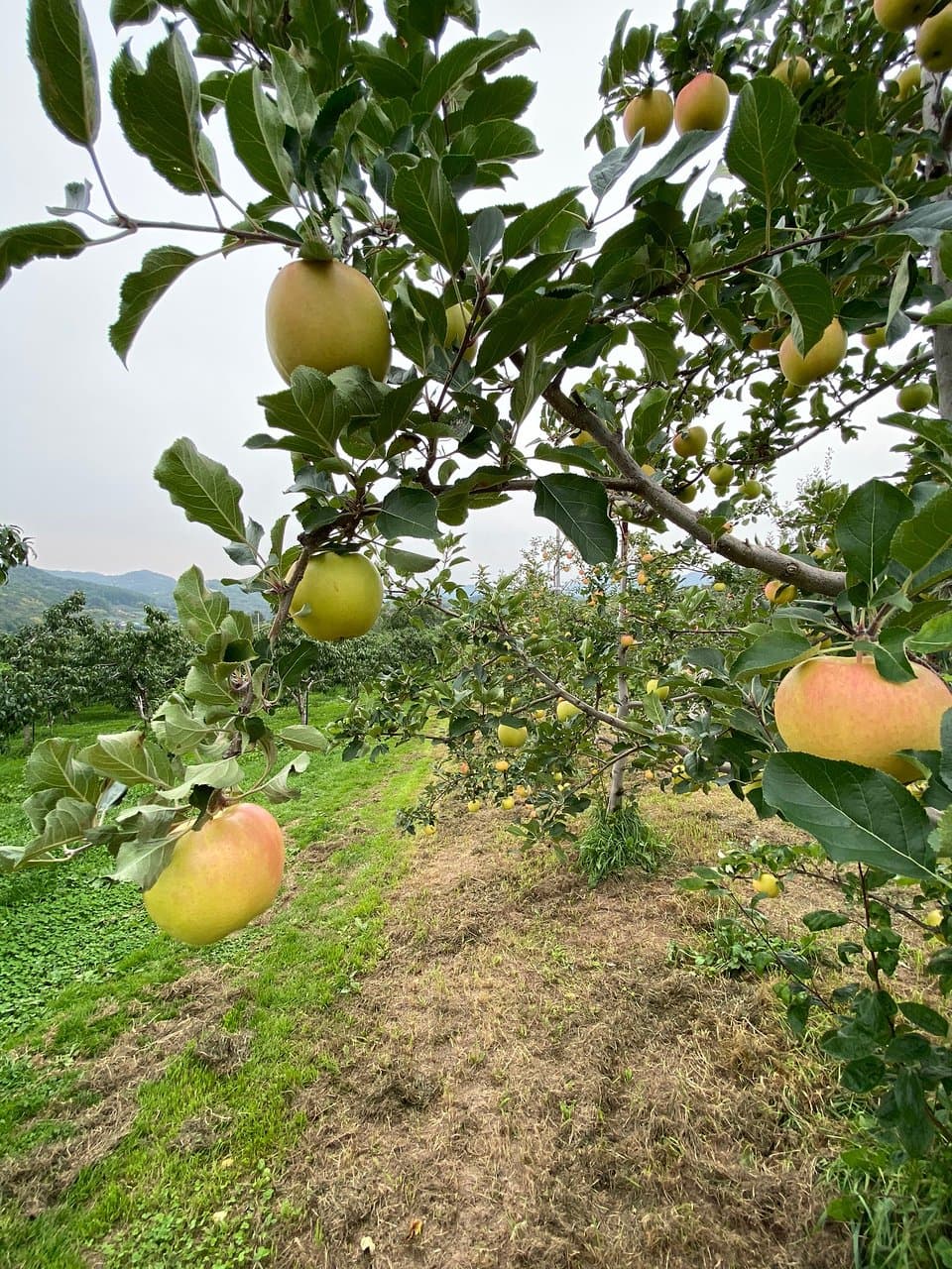 Yoichi Orchards Fruit Picking