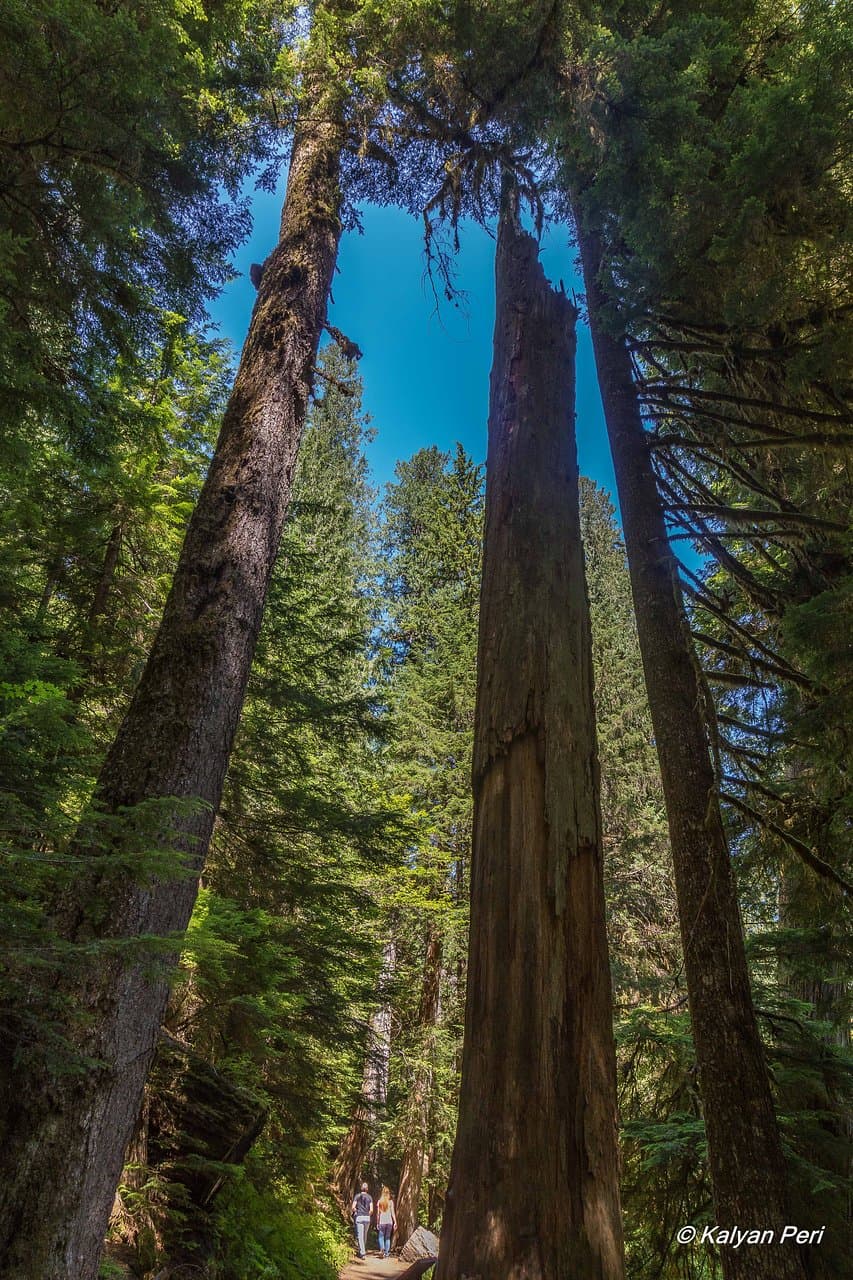 Grove of the Patriarchs - 2
