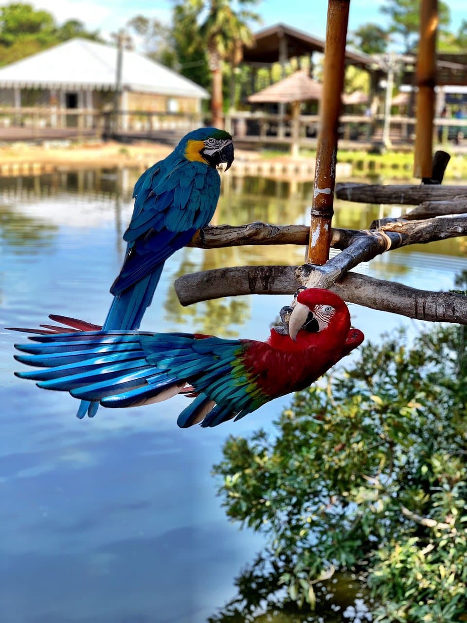 Alligator Adventure