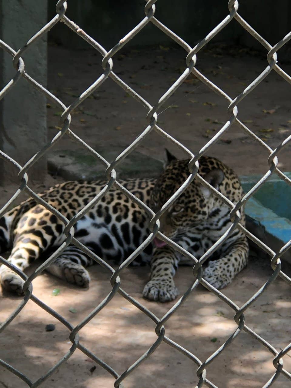 Amazonian Avian Wonders