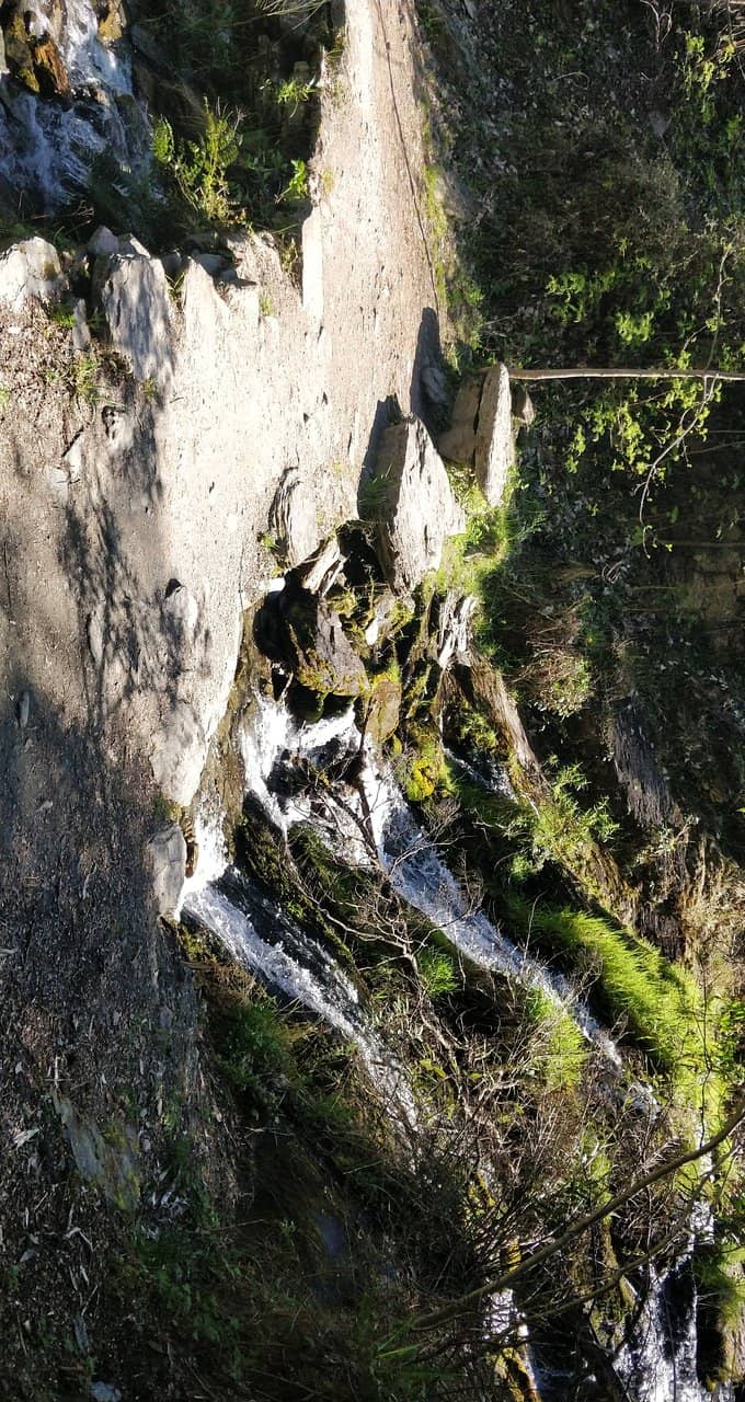 Golden Autumn Foliage