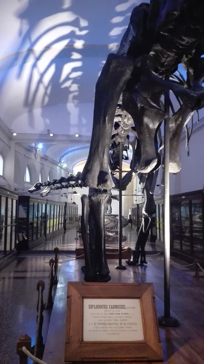 massiccio e imponente,lungo quasi 26 metri