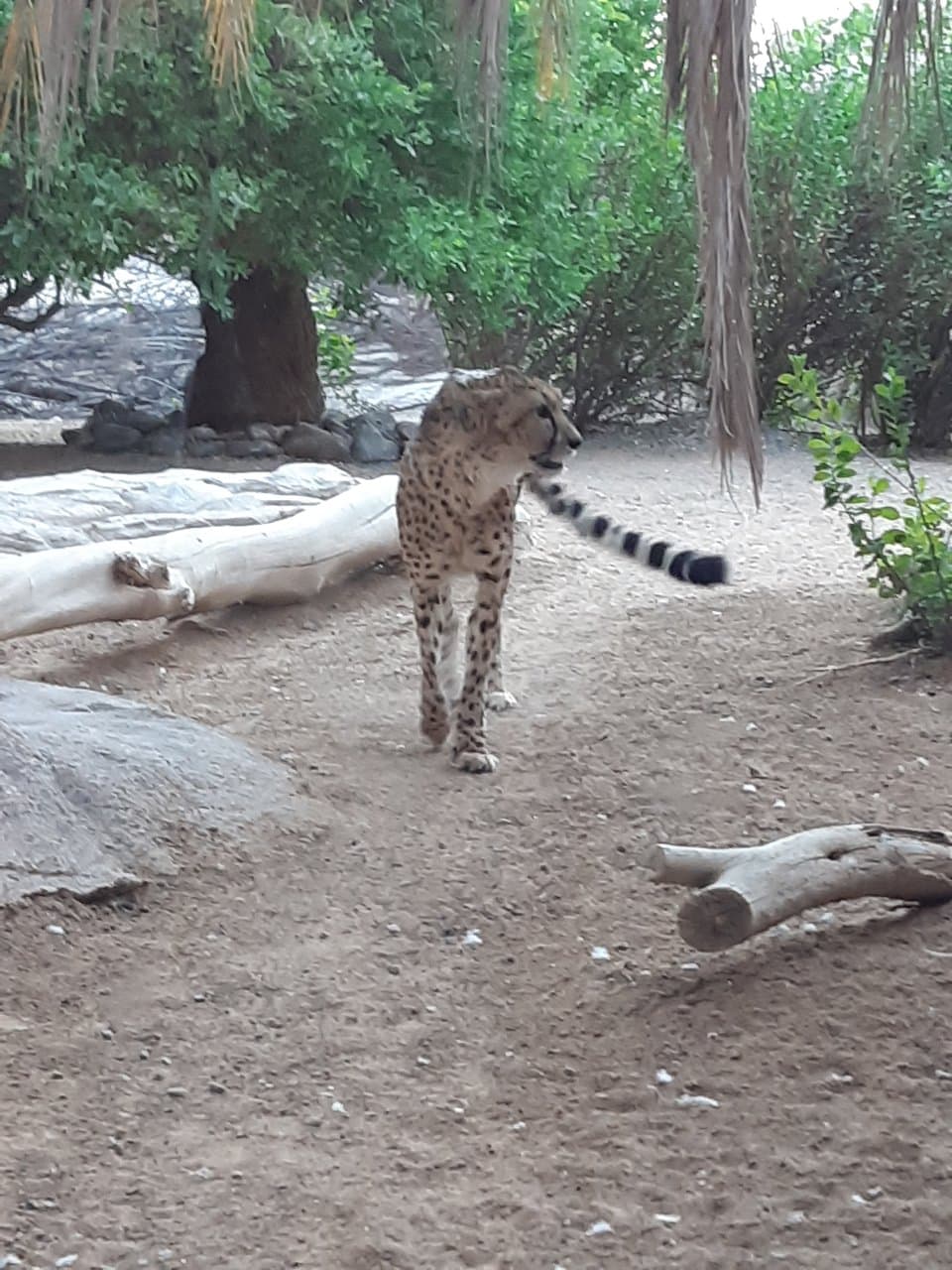 Arabia's Wildlife Centre Sharjah