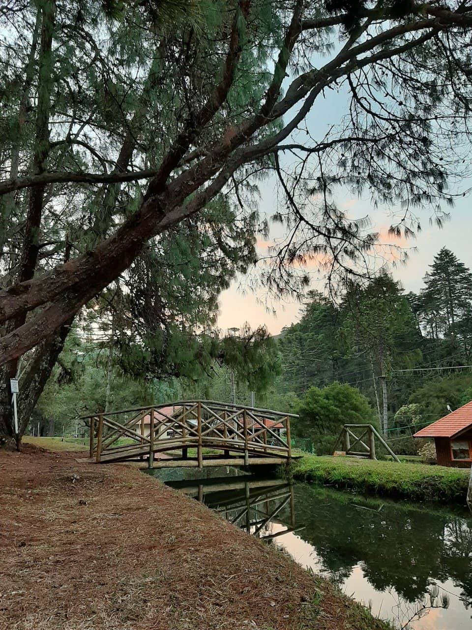 Brazilian Pine (Araucária)