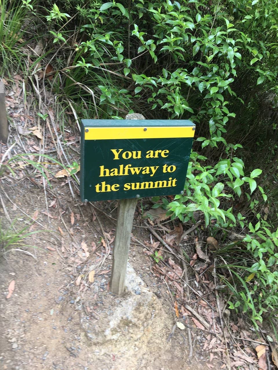 The Majestic Kauri Grove