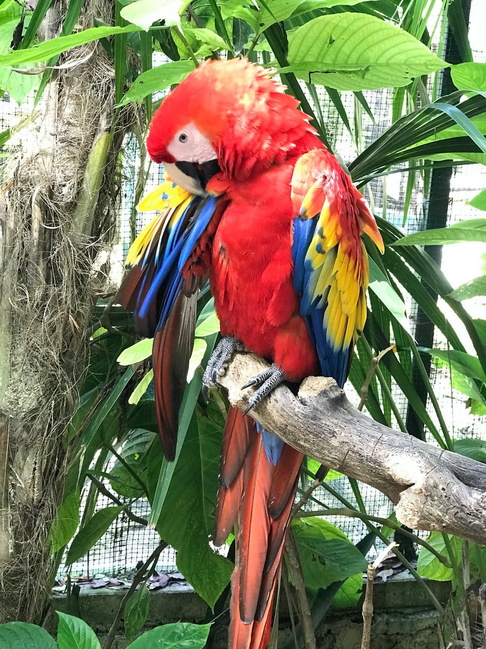 the parrots were molting, but still, their colors are amazing and they were funny, happy to see me as well.