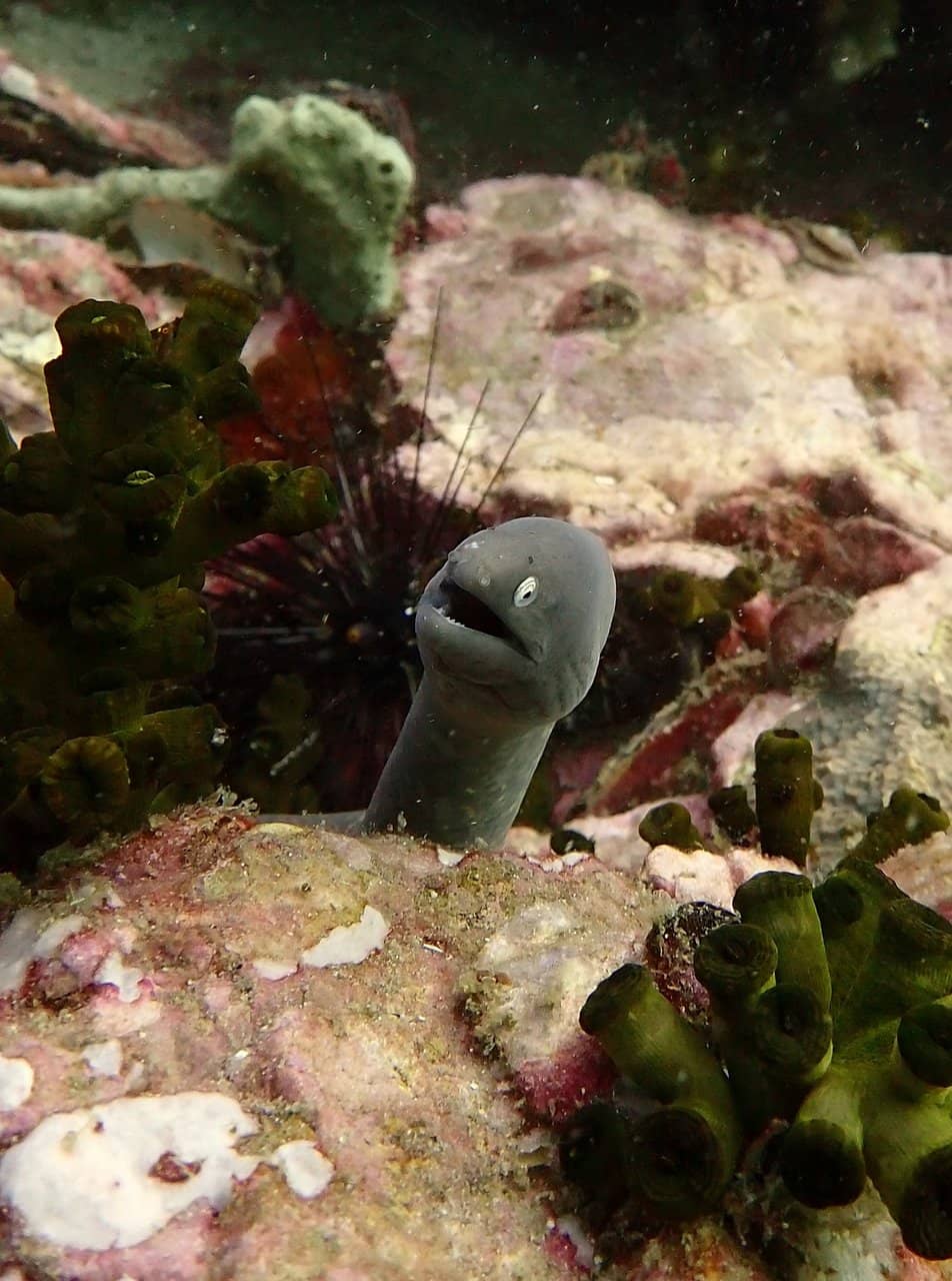 King Cruise Wreck Dive