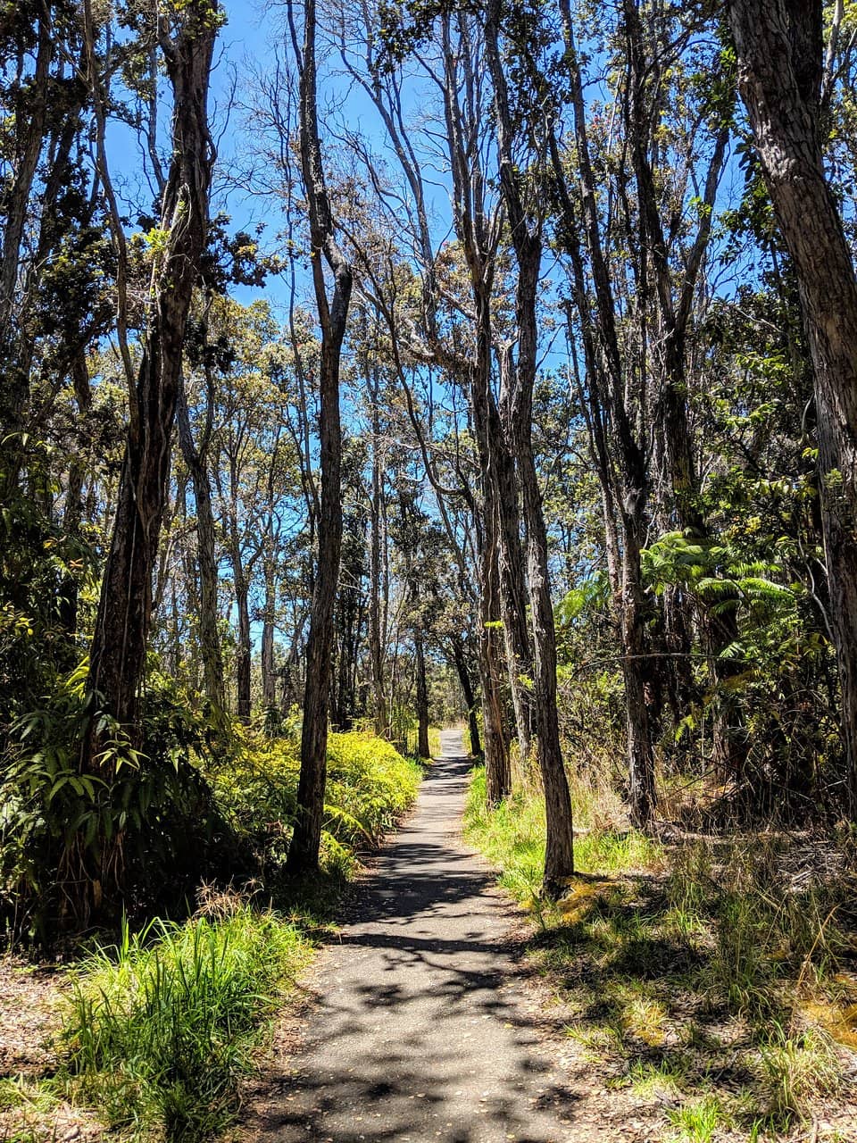 Eruption Views (Seasonal)