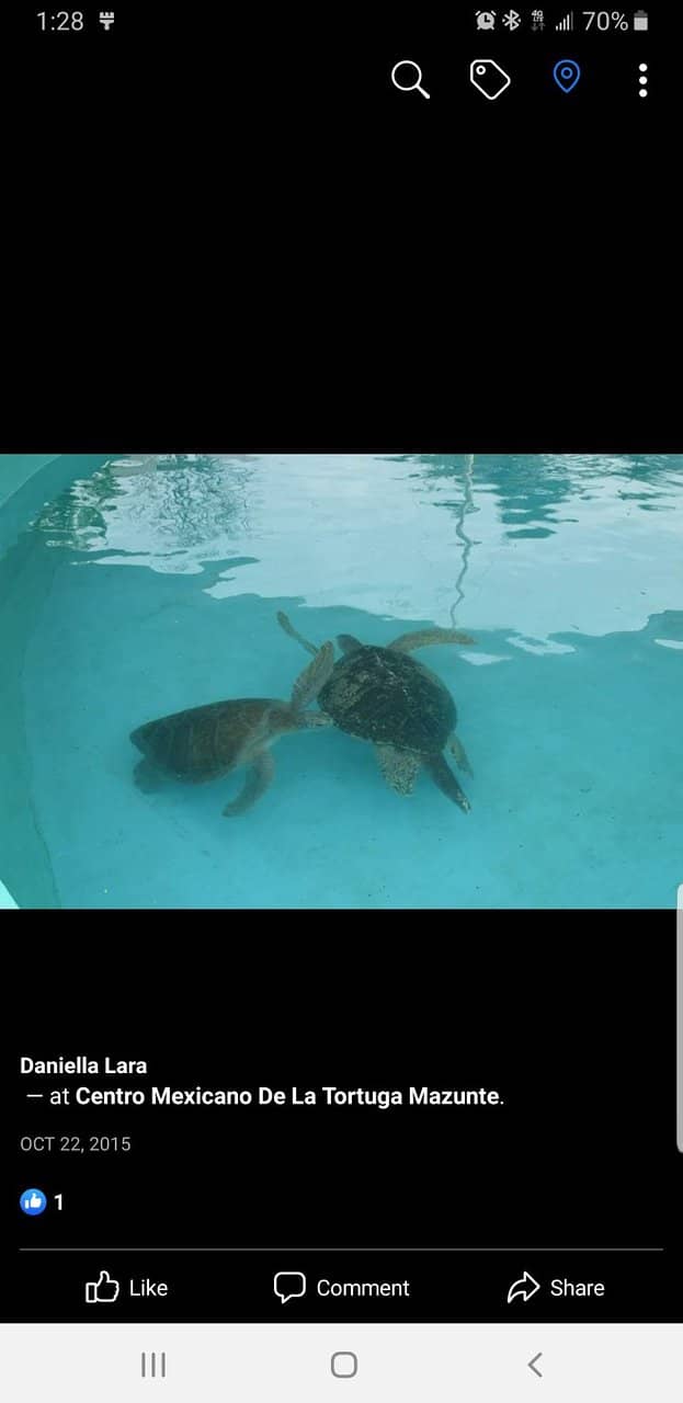Alligator Encounter