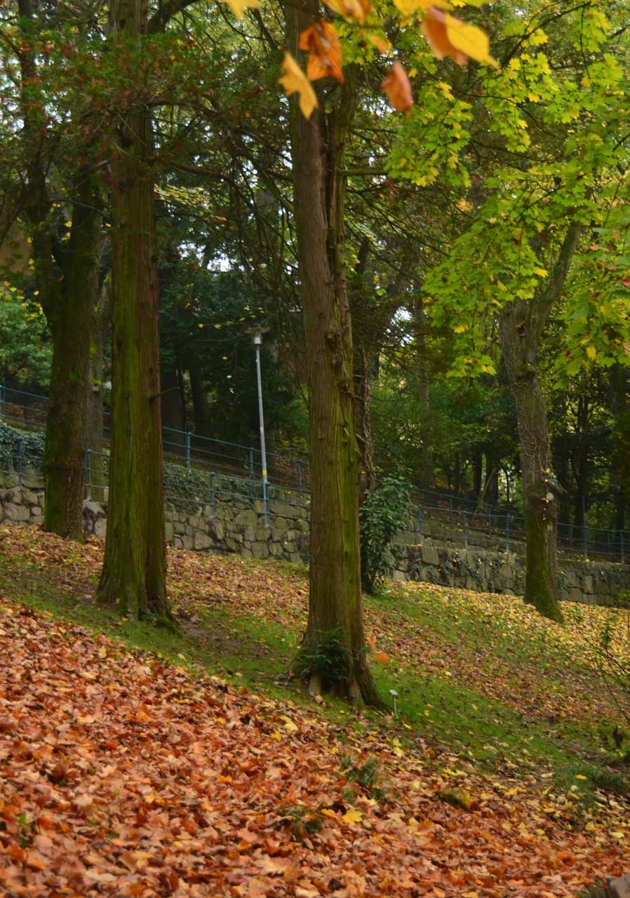 Shaded Tree-Lined Paths