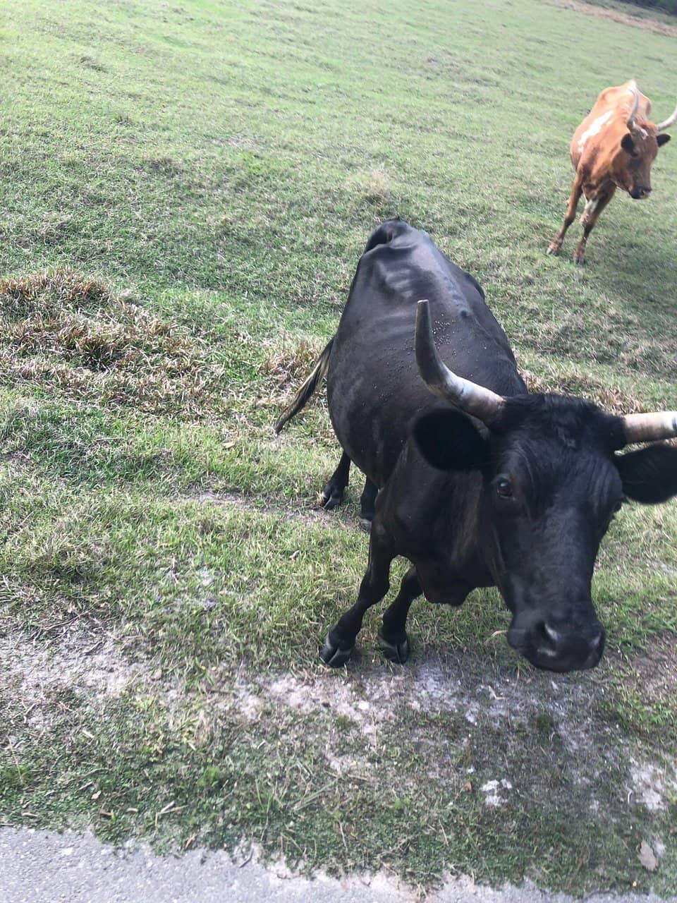 Wildlife Encounters