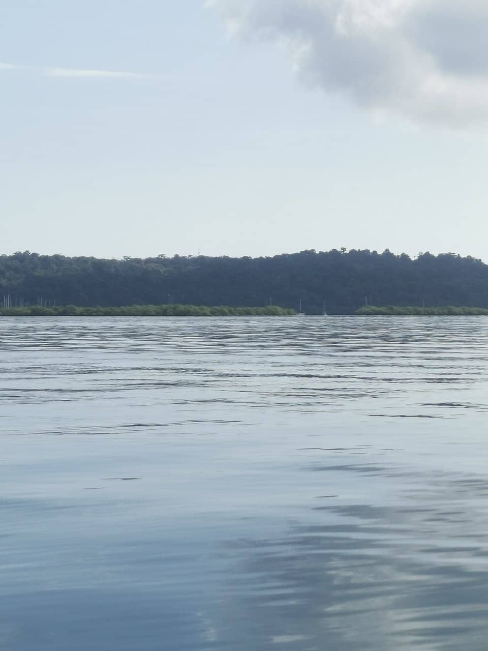 Brian's Guided Jungle Tour