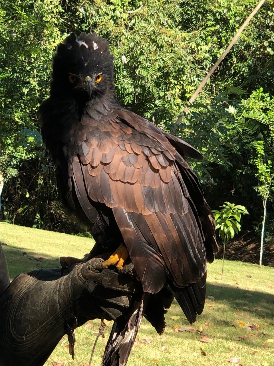 A Black Hawk Eagle