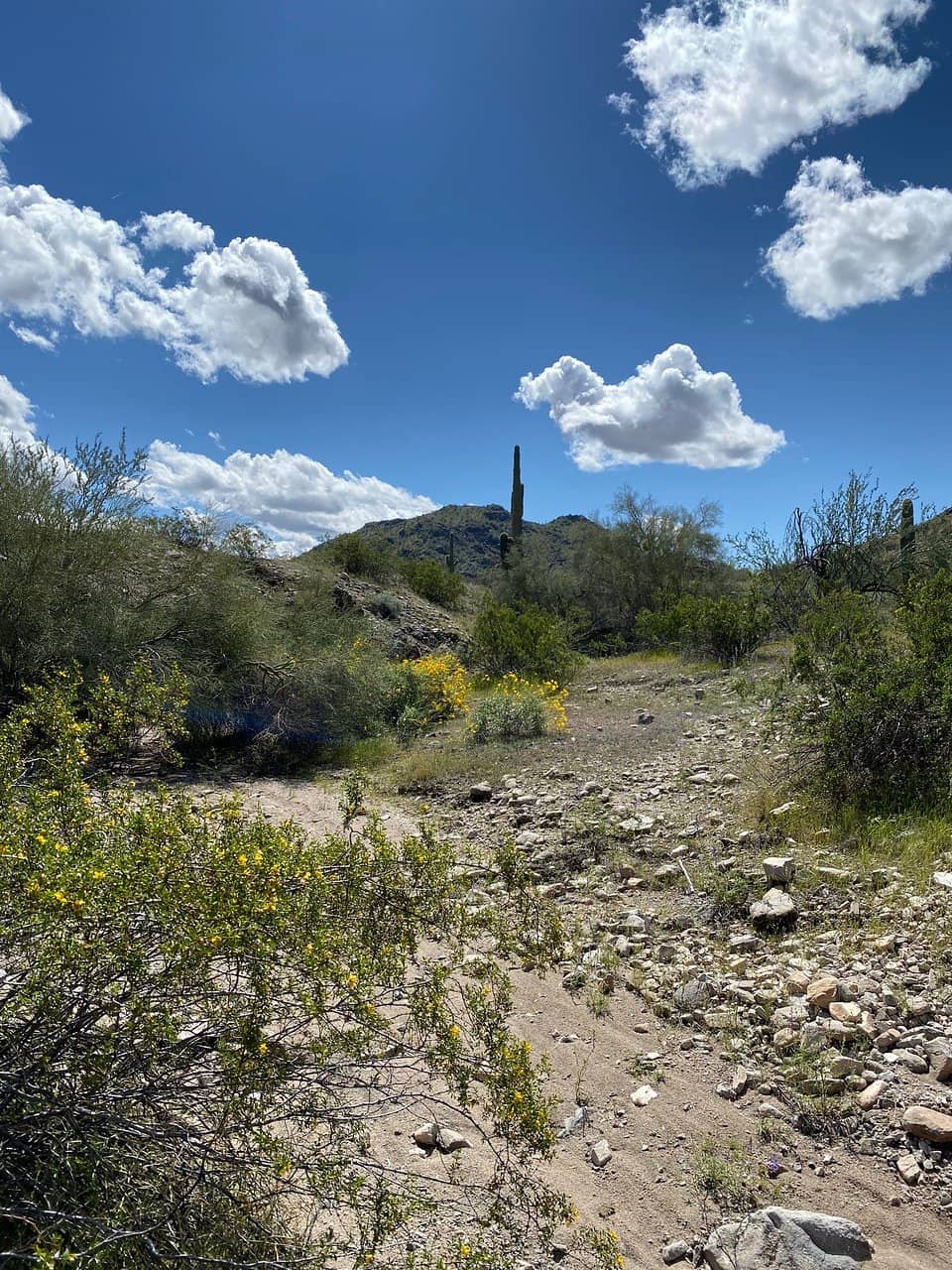 Superbloom Wildflowers