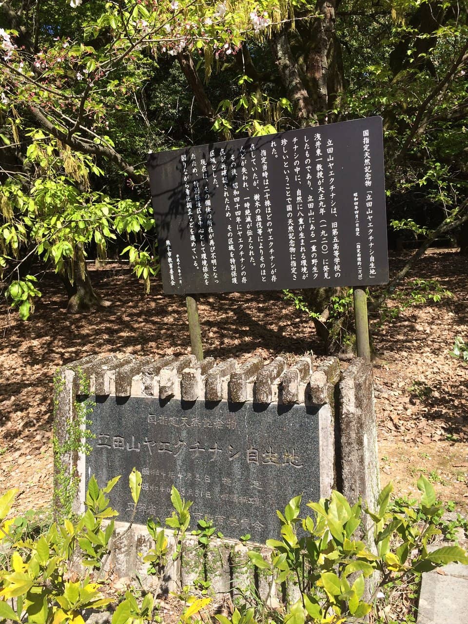 Bamboo Forest Paths