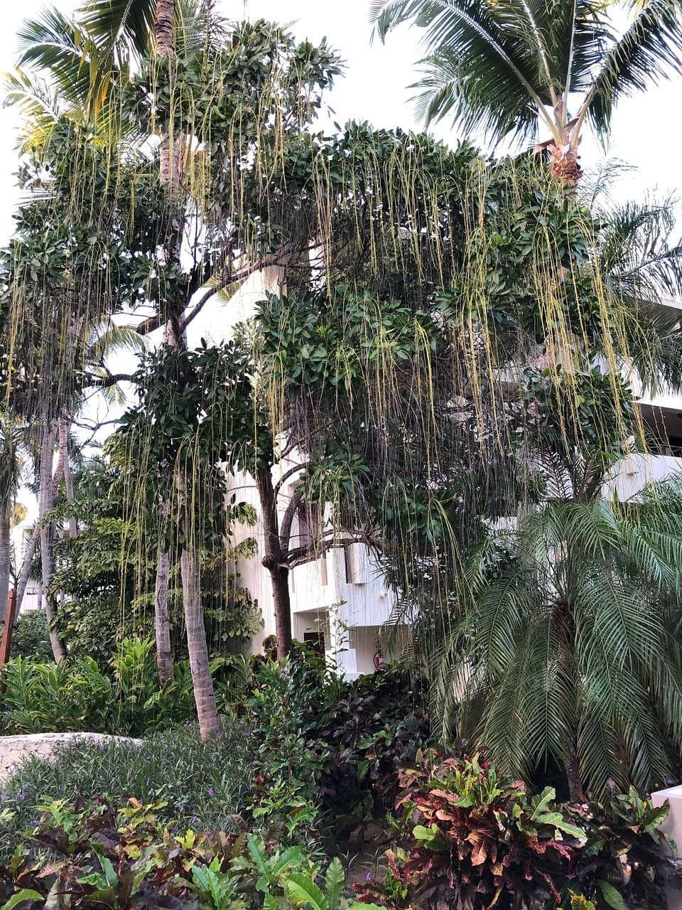 The Iconic Tree of Life