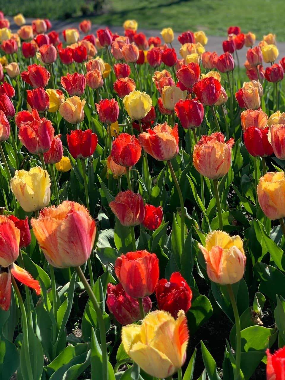 Vast Tulip Displays