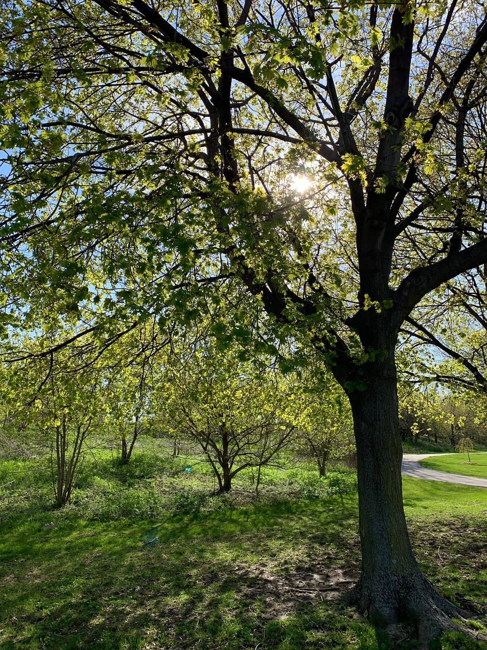 DeSwaan Windmill View