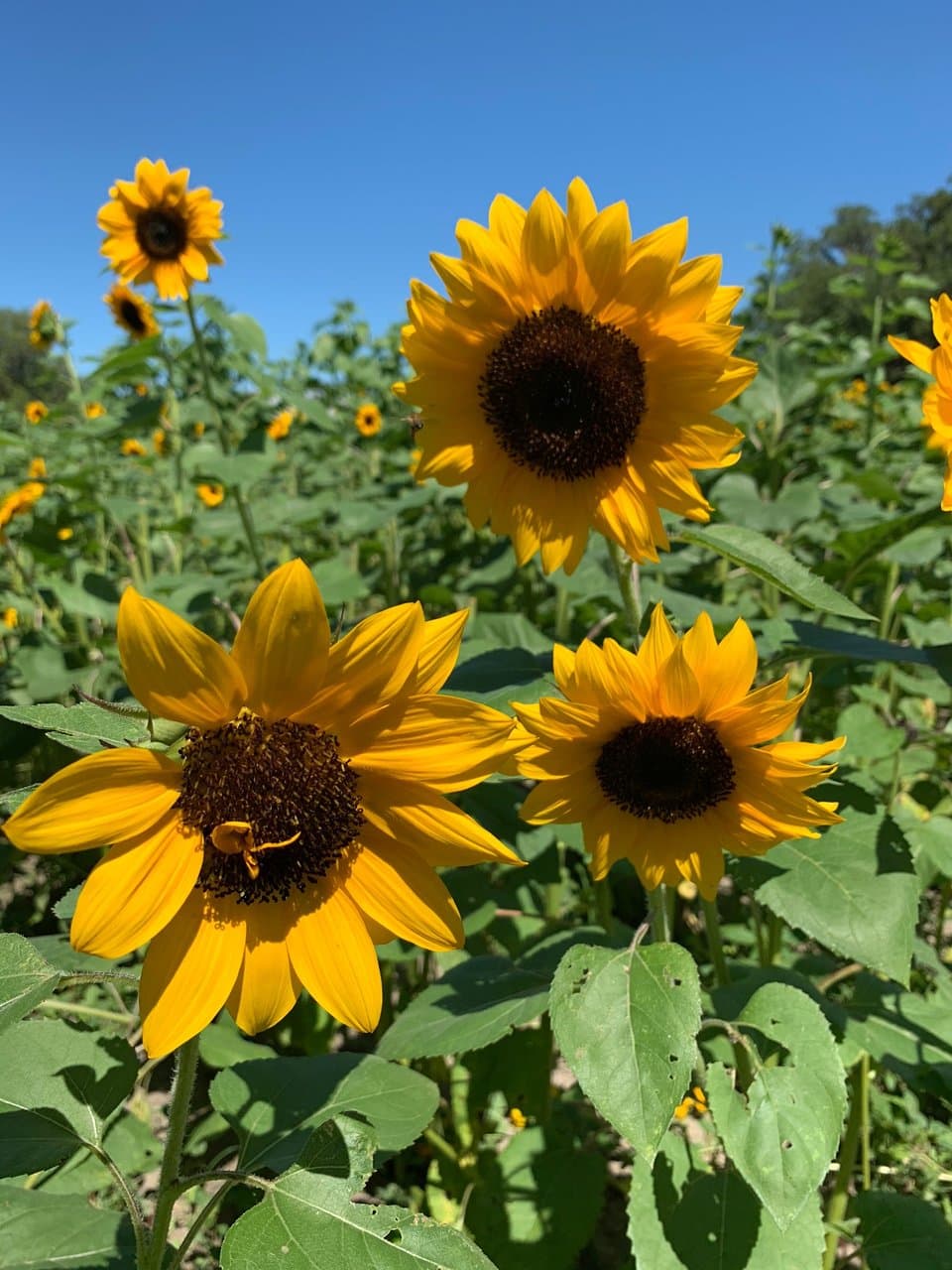 Sweetfields Farm