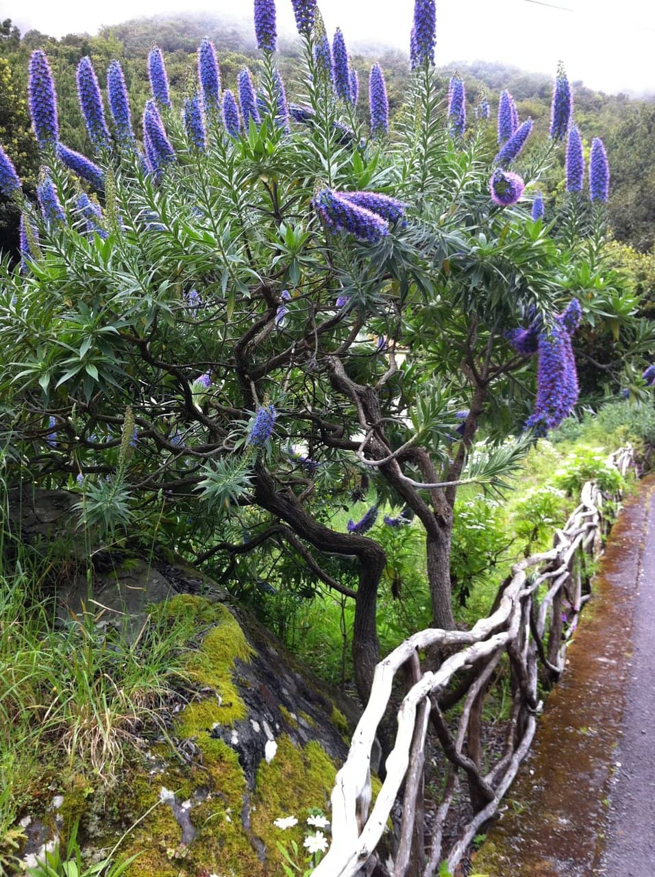 Scenic Mountain Setting