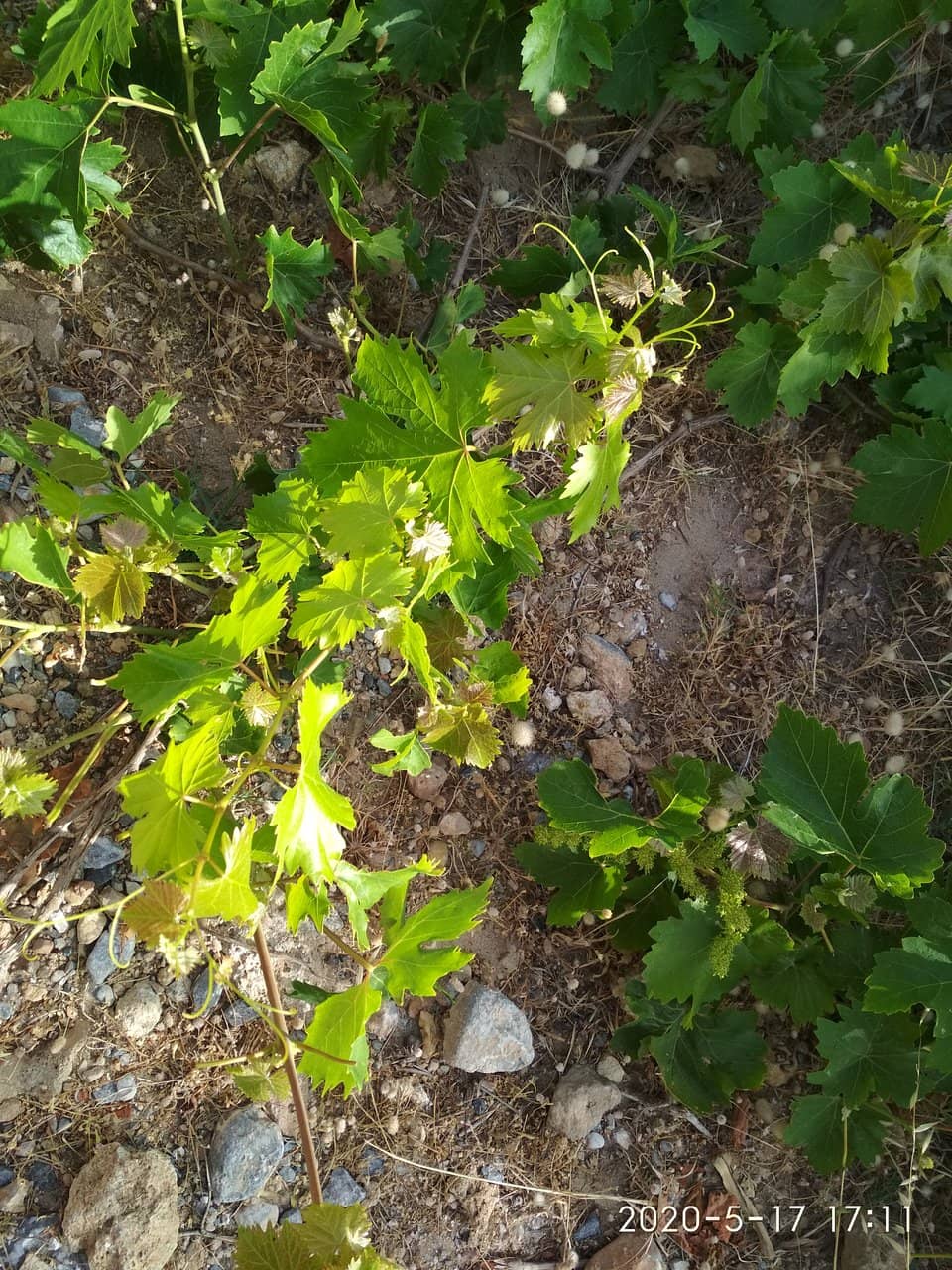 Vertical photo