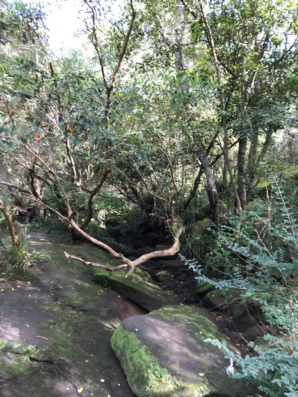 Berowra Waters Lookout