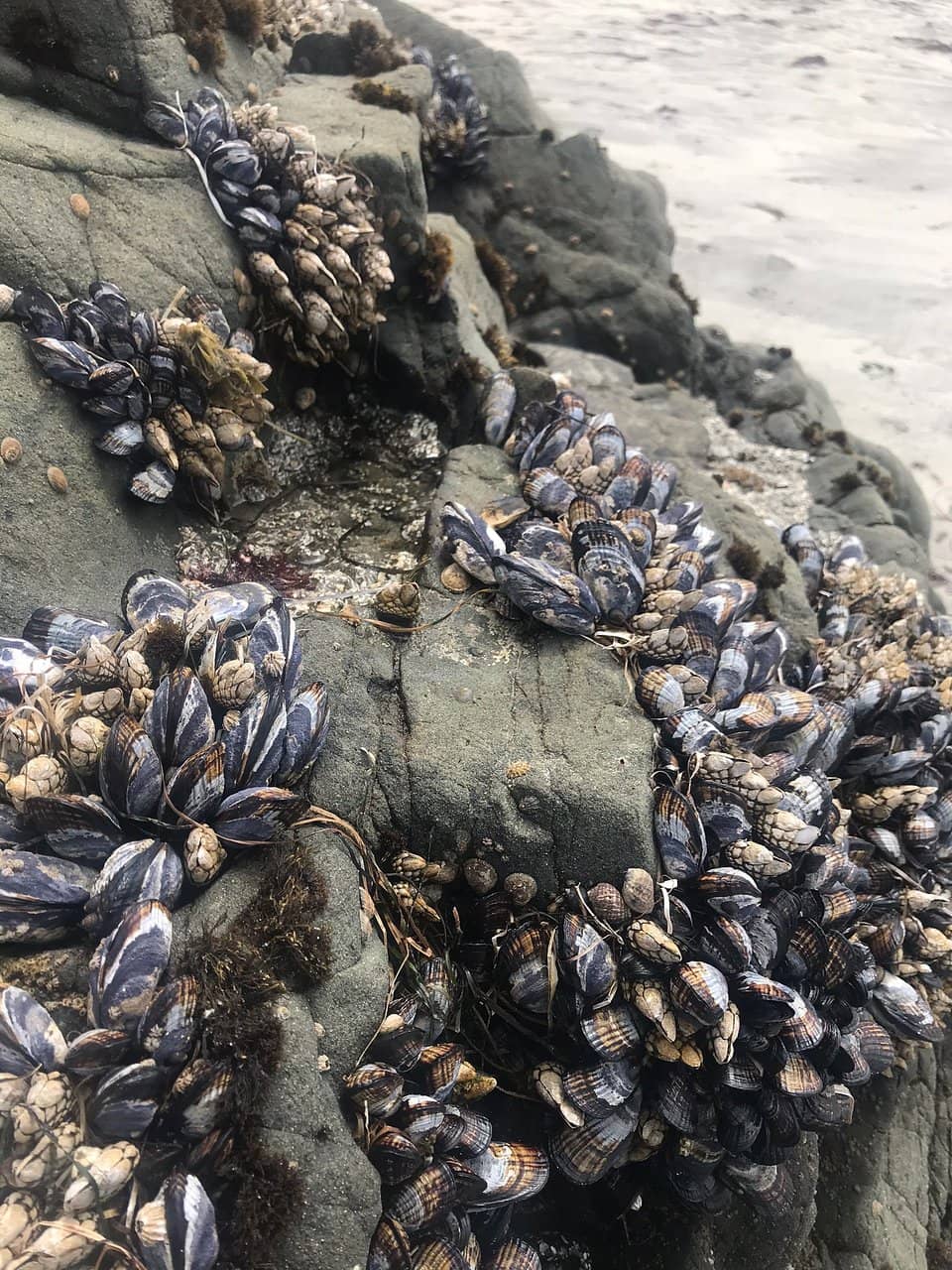 Tide Pools