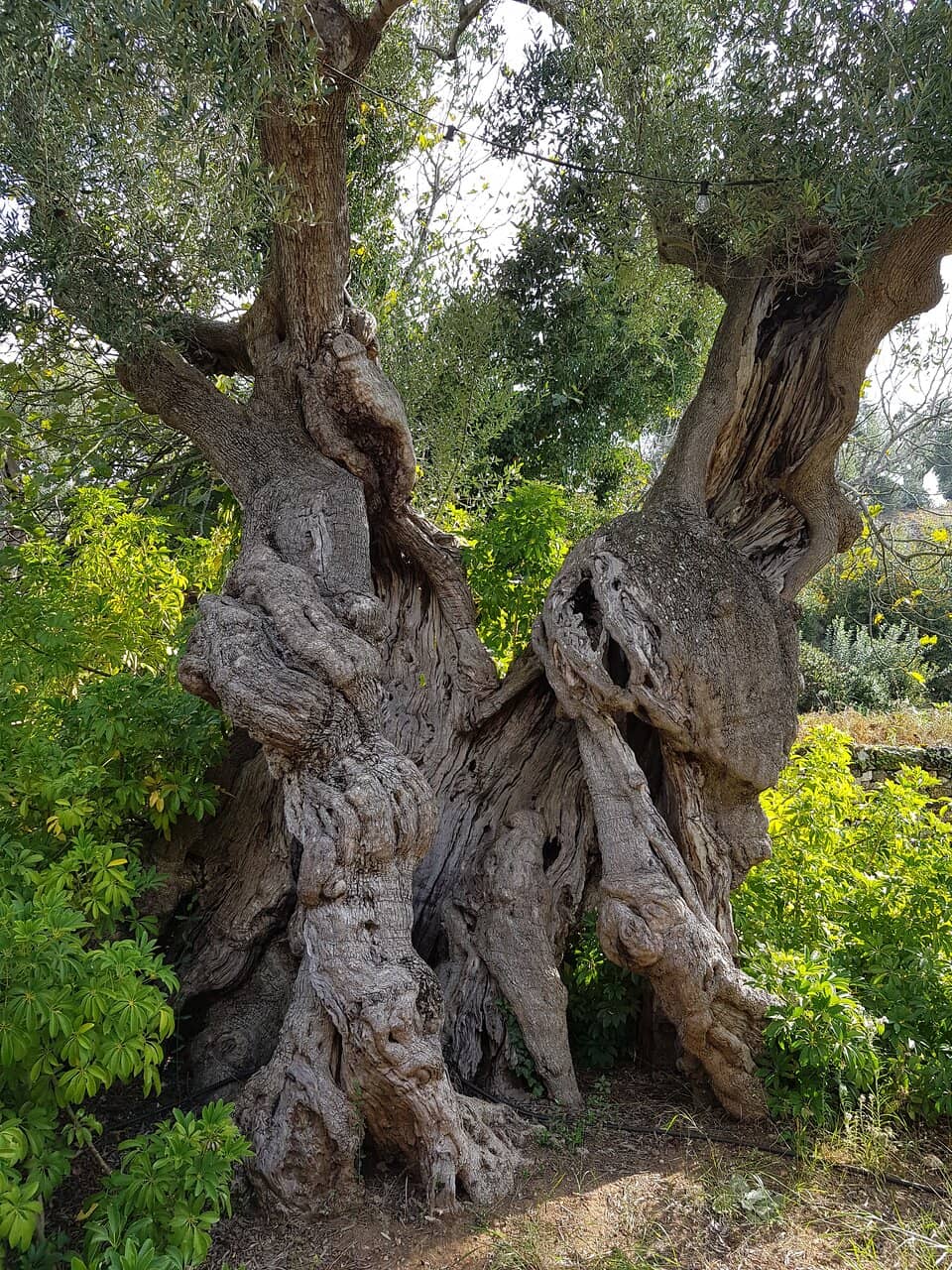 Rare Mediterranean Flora