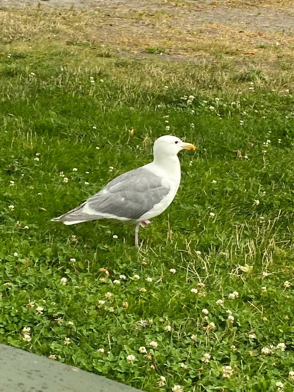 Lily Pond & Fountains