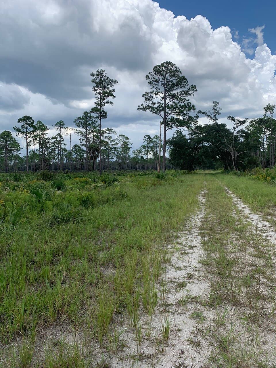 St. Johns River Floodplain