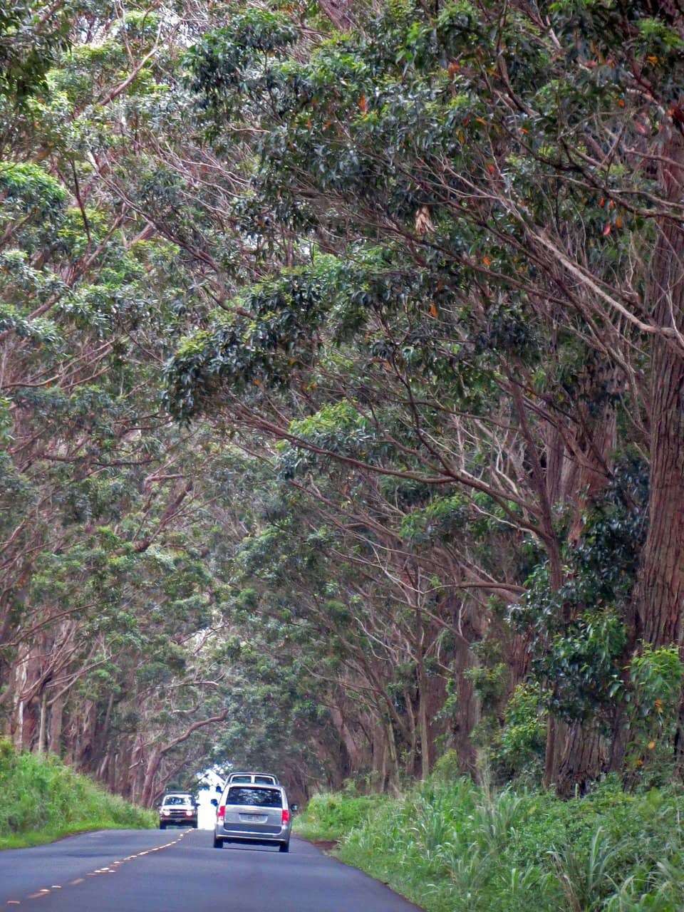 The Enchanting Tree Tunnel