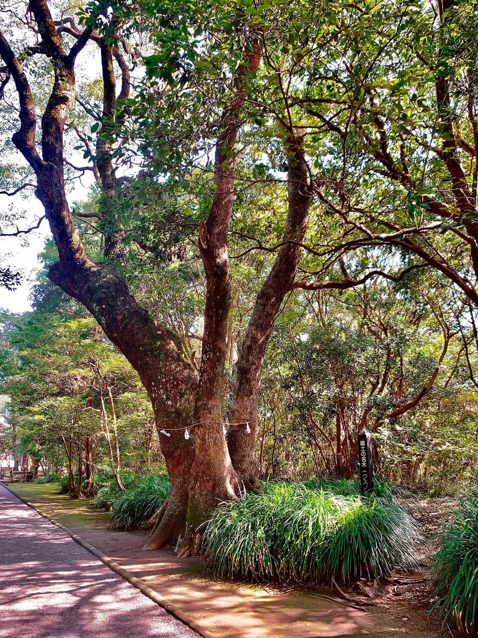 Sacred Forest Walk