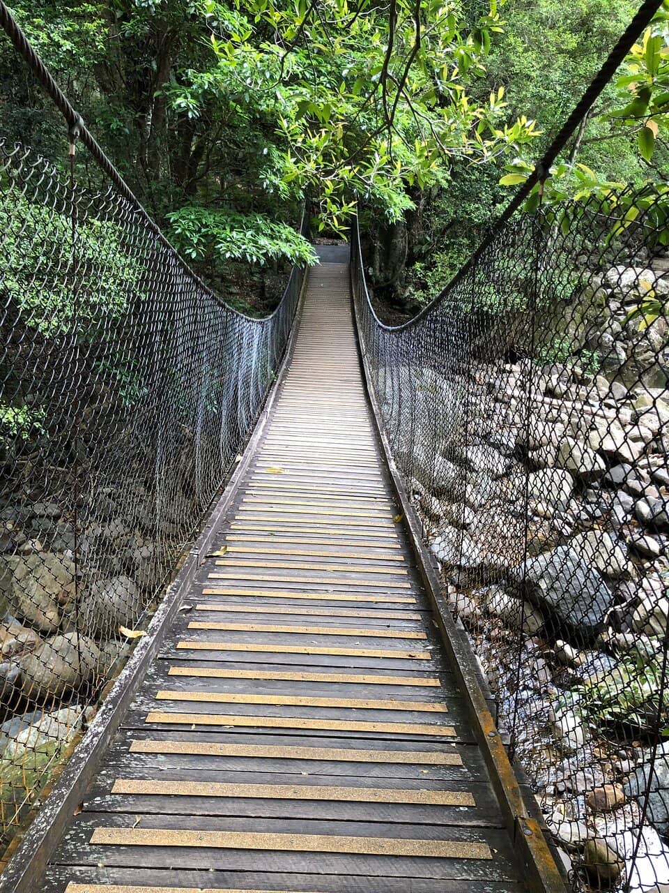 Lush Rainforest Boardwalk