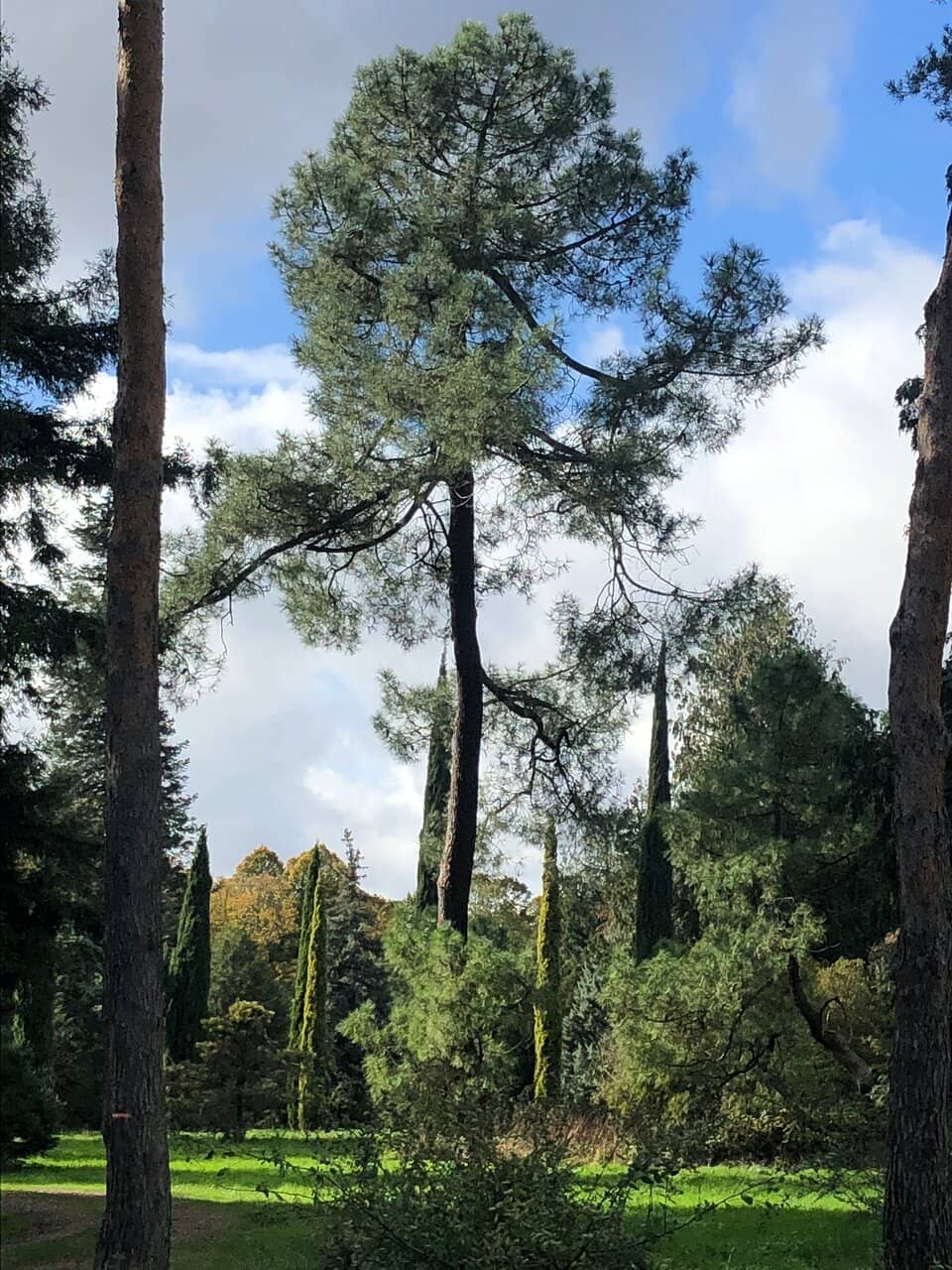 Plant-Packed Greenhouses