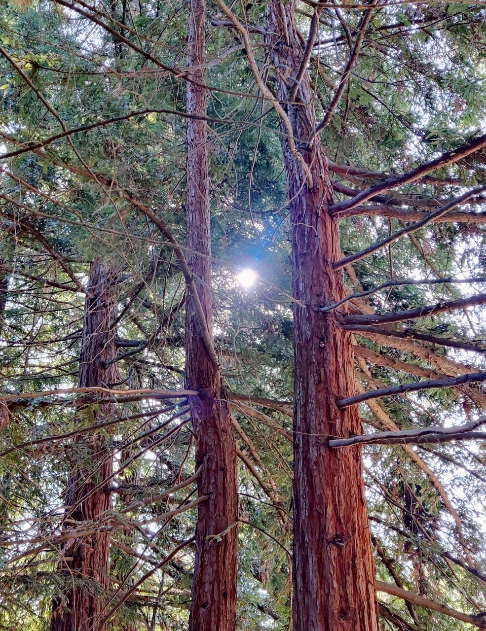 Redwoods near volleyball court.