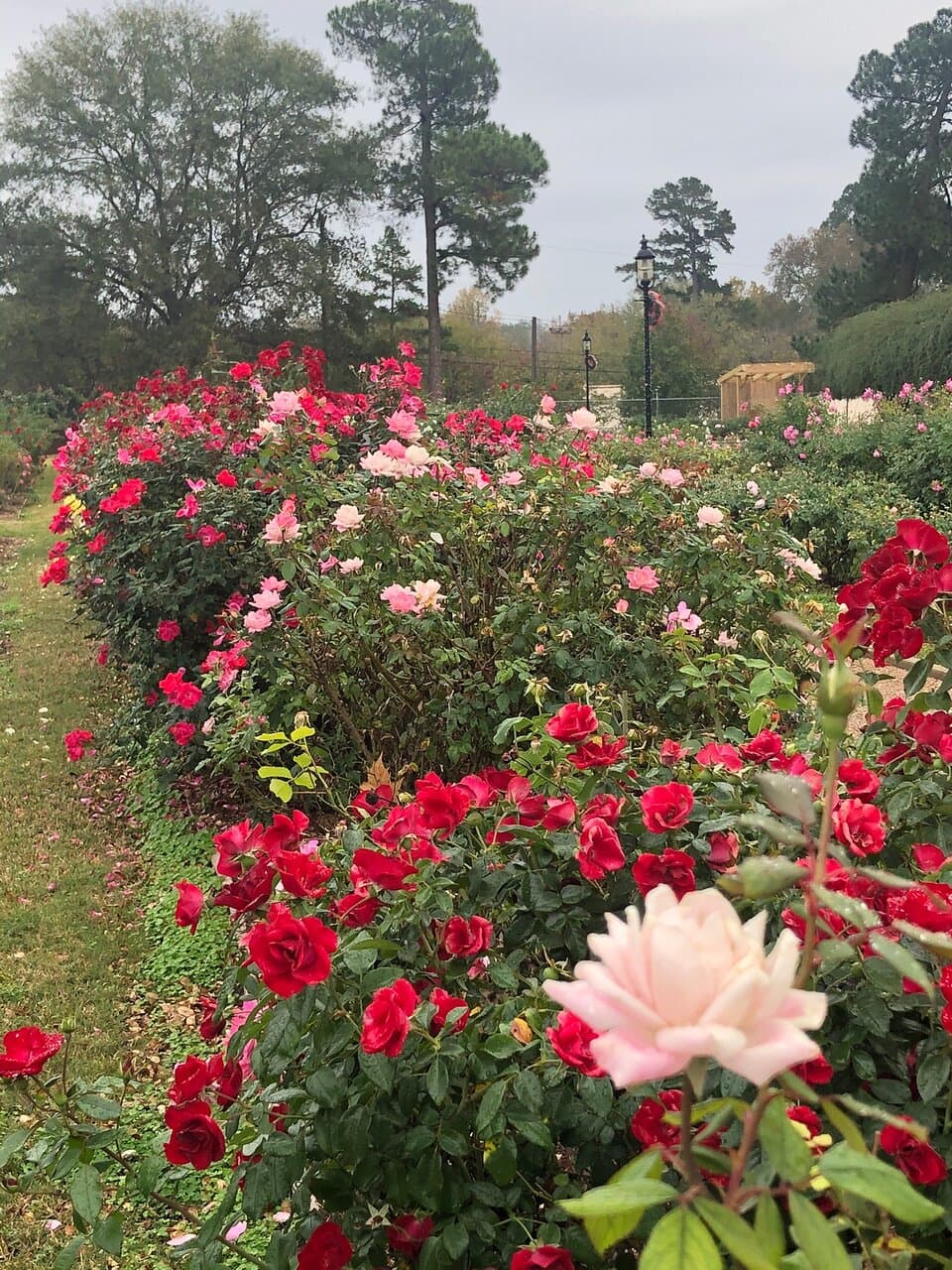 Tyler Rose Garden